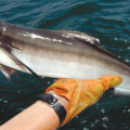 Exploring Kingfish and Cobia During the Summer Months