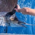 An Overview of Sailfish Offshore Fishing in South Padre Island TX