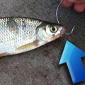 Live Bait Fishing Techniques