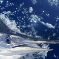 Marlin Offshore Fishing: A Comprehensive Overview