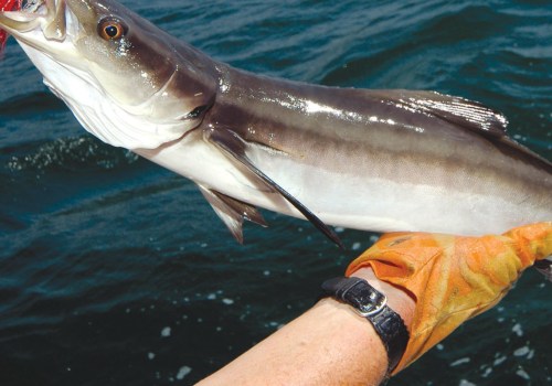 Exploring Kingfish and Cobia During the Summer Months