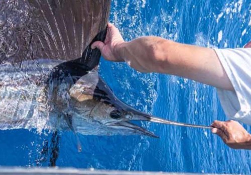 An Overview of Sailfish Offshore Fishing in South Padre Island TX